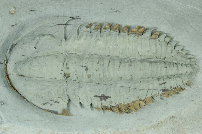 Lower Cambrian Trilobite (Longianda) - Issafen, Morocco #234553